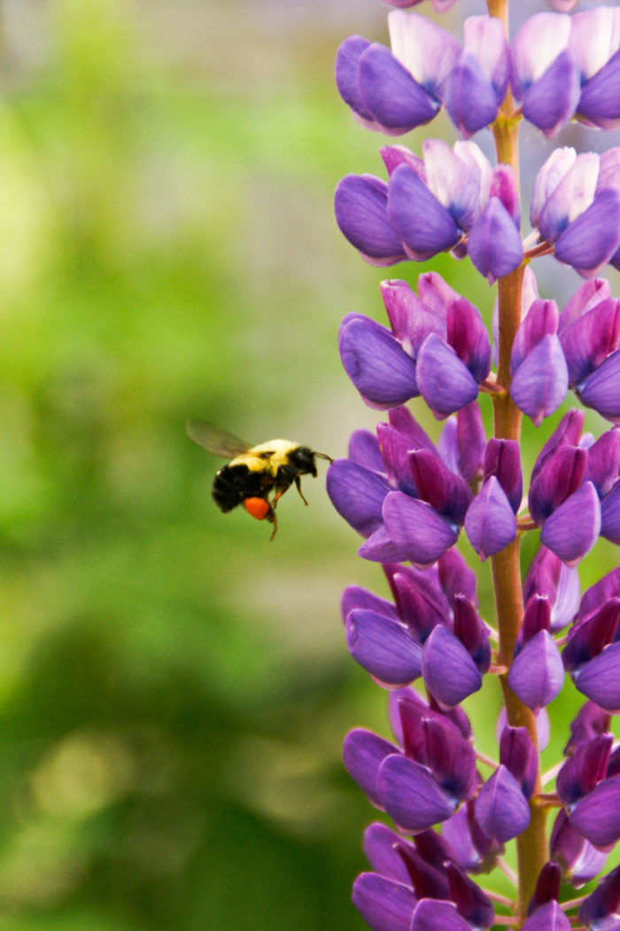 Bumble bee approaching purple lupin