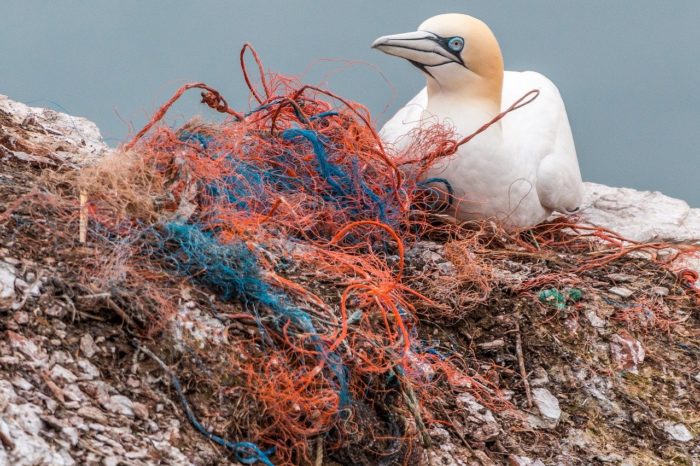 Discarded fishing nets